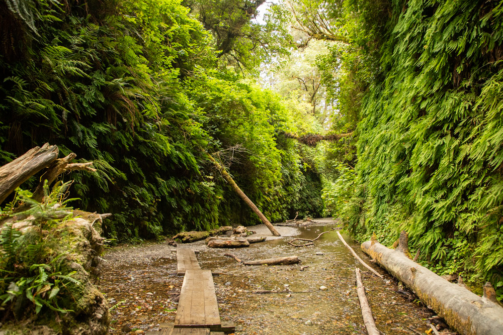 How to Visit Fern Canyon in California