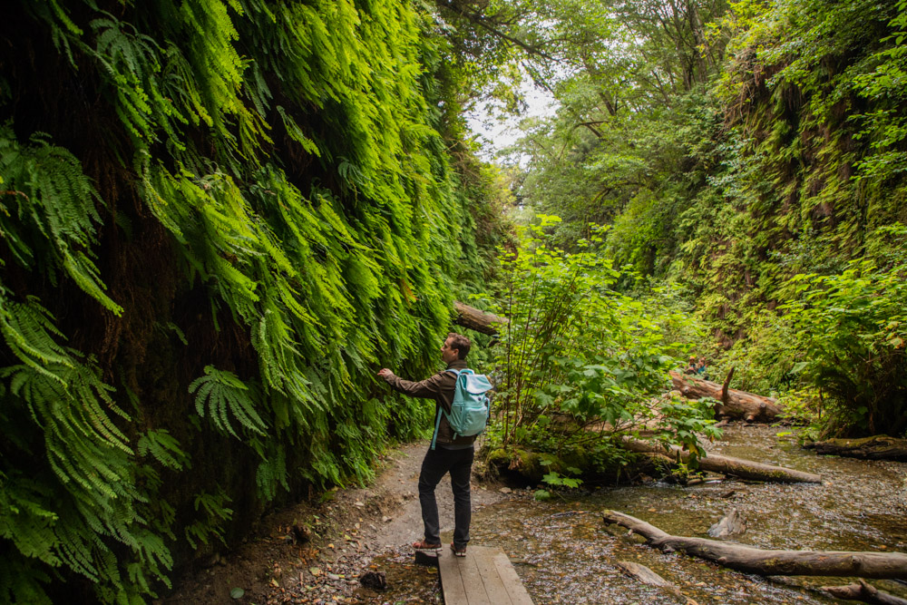 How to Visit Fern Canyon in California