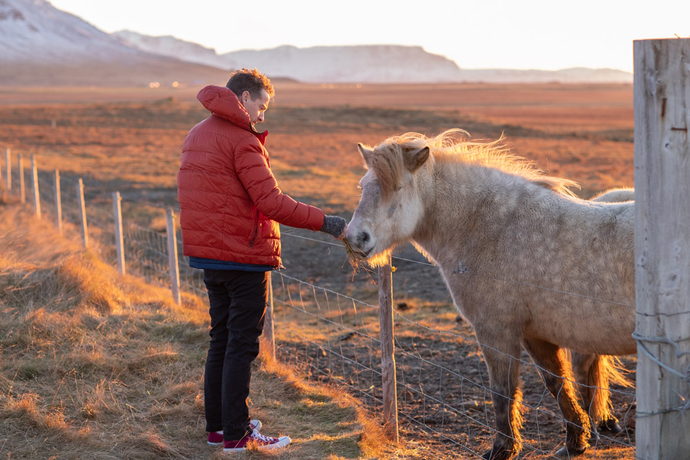 Icelandic horses outside of Reykjavik