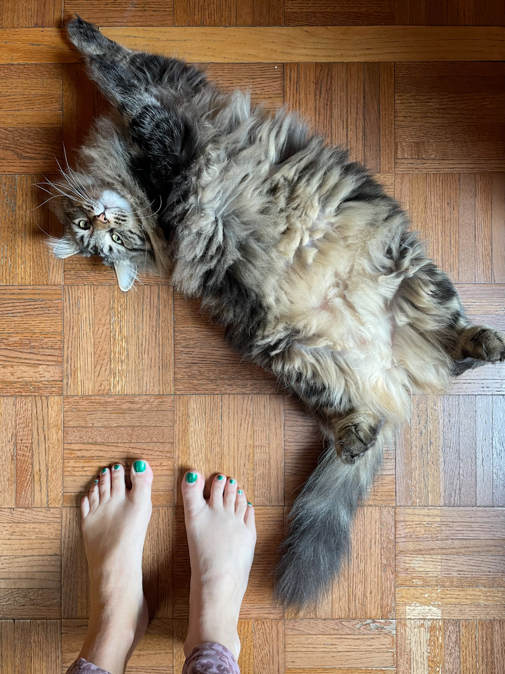 Whiskey the Main Coon cat