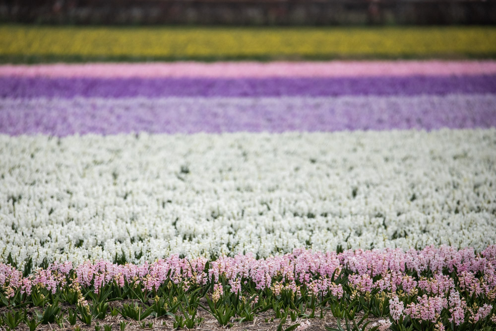 How to see tulips in Holland during the spring