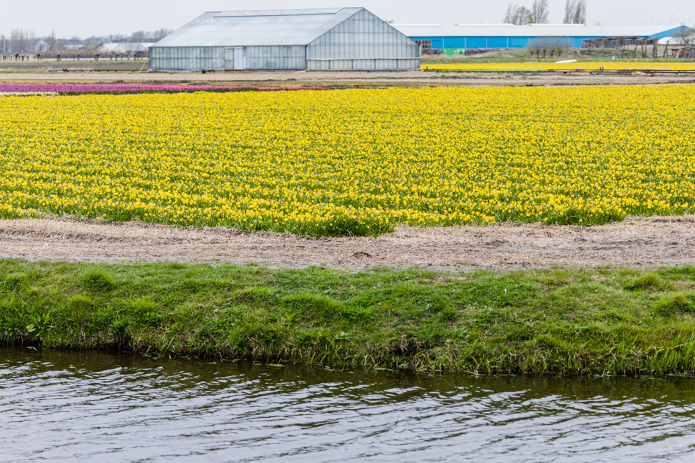 How to see tulips in Holland during the spring