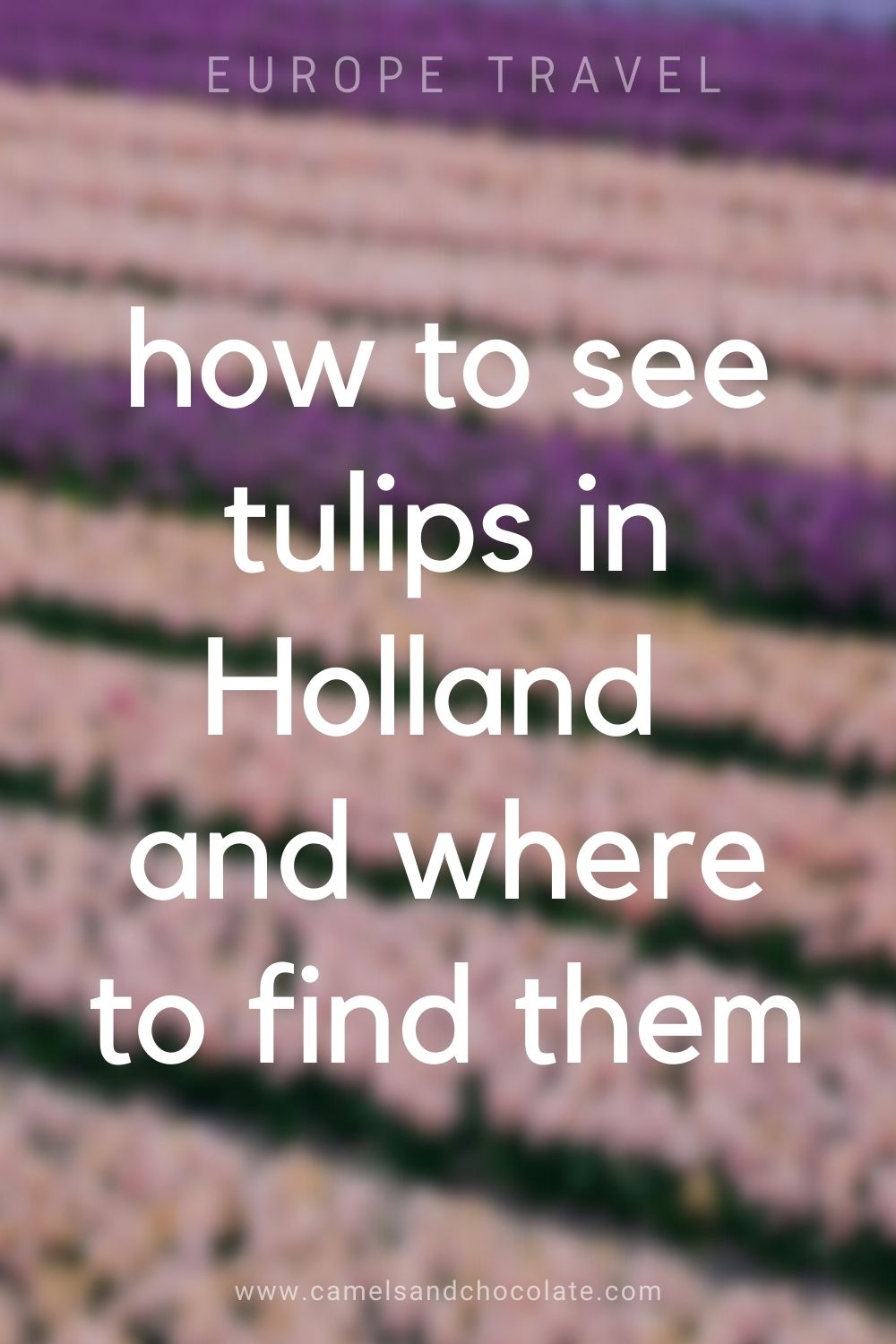Where to see tulips in Holland during tulip season