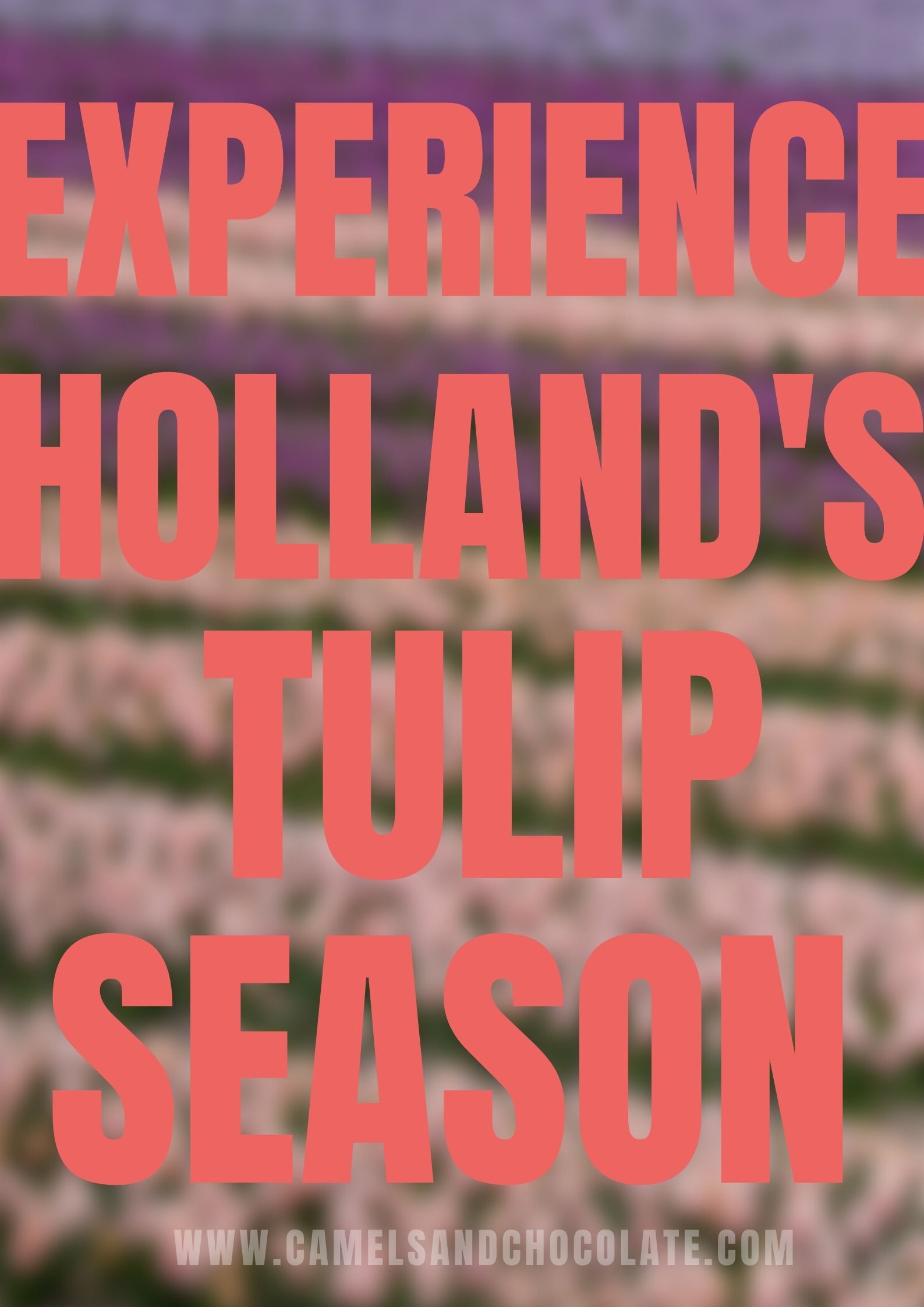 Where to see tulips in Holland during tulip season