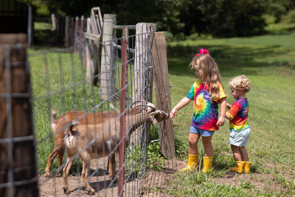 Baby goats on a Tennessee farm