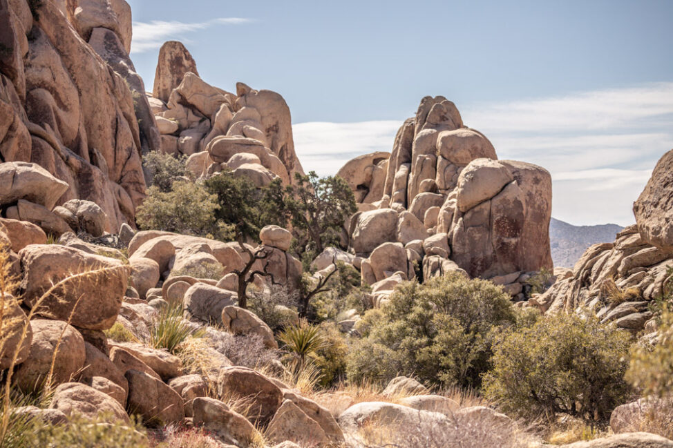 One Day in Joshua Tree: How to Visit the Instagram National Park