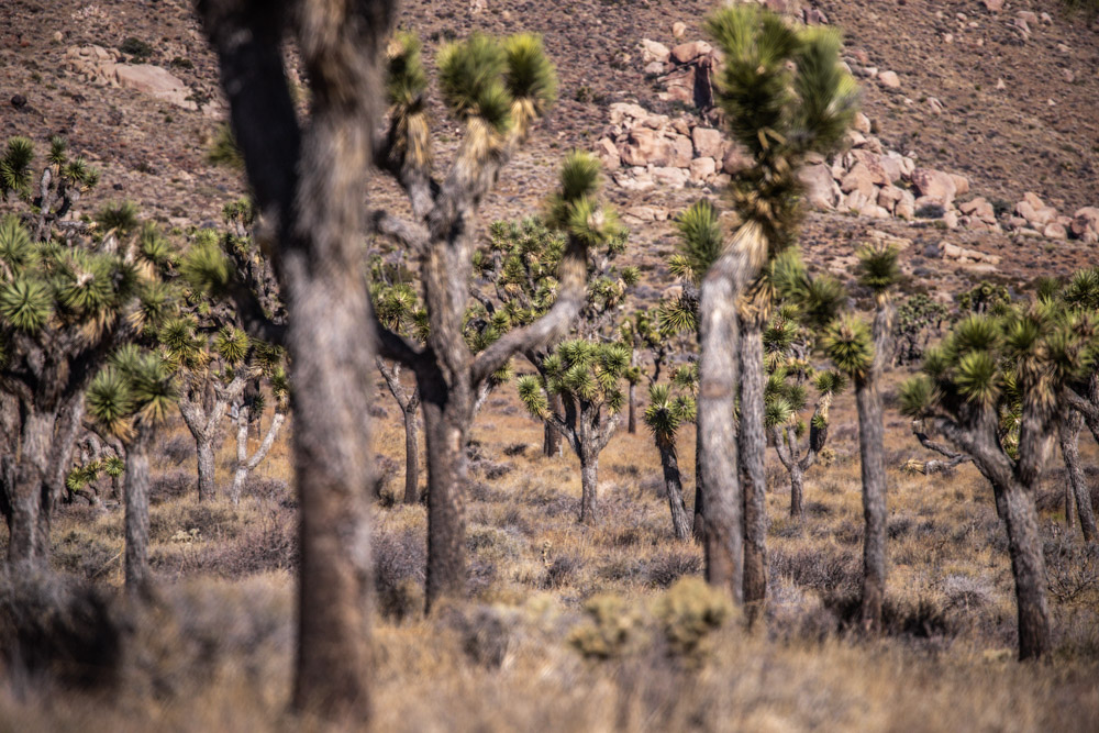How to spend one day in Joshua Tree National Park