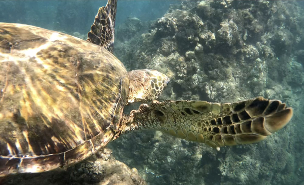 Turtle in Hawaii