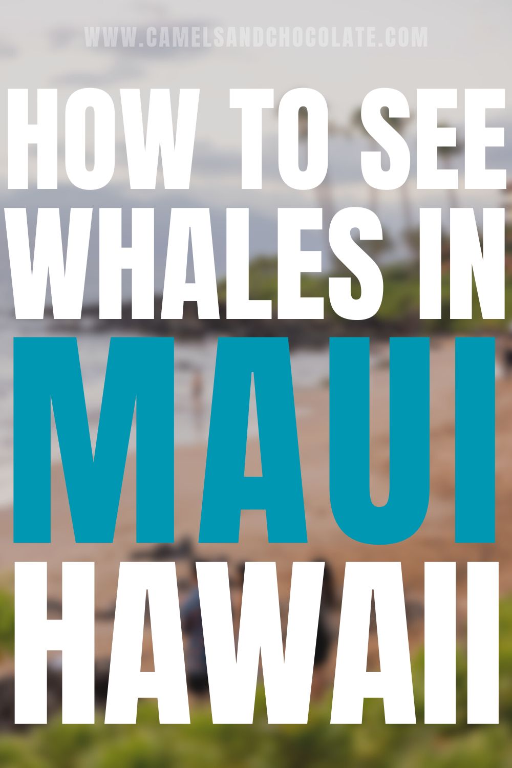 Whale Watching in Maui During Whale Season
