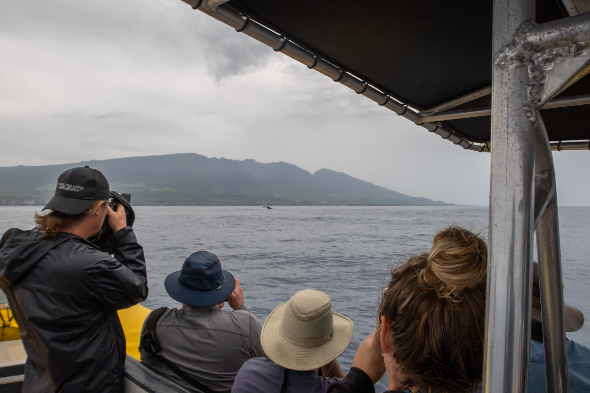 How to see whales in Maui