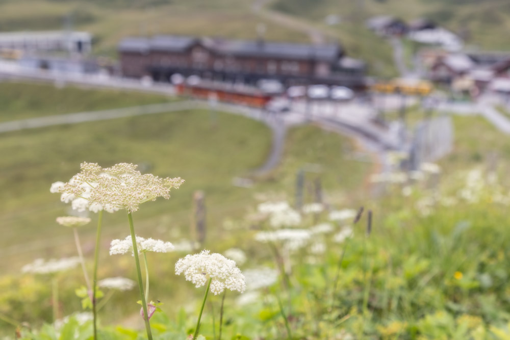 The train journey to the top of Jungfraujoch, Switzerland