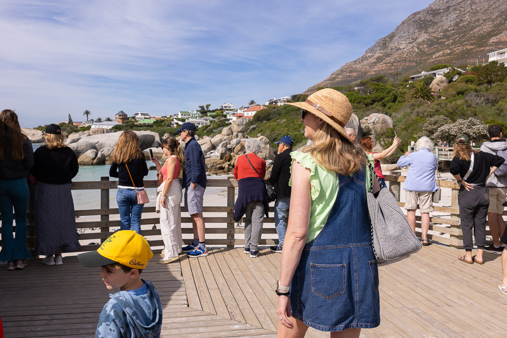 How to see penguins in South Africa at Boulders Beach