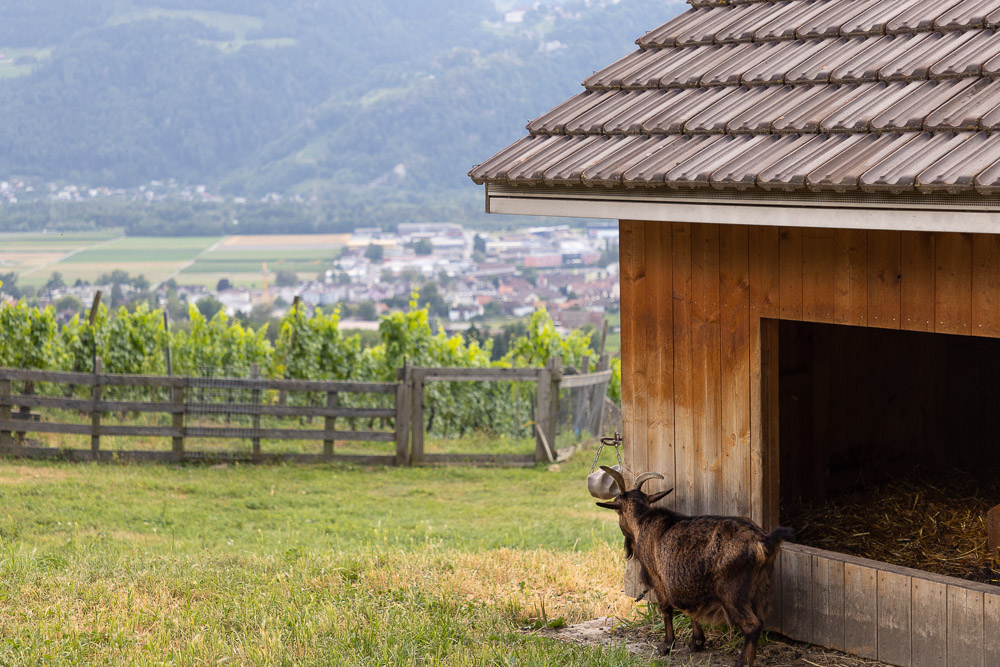 Visiting Heidiland, Heidi's childhood home, in Switzerland