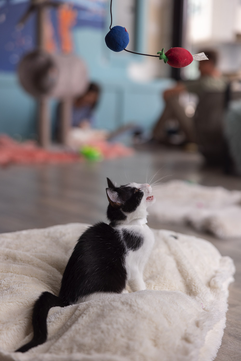 Things to Do in Covington, Kentucky: visit the cat cafe