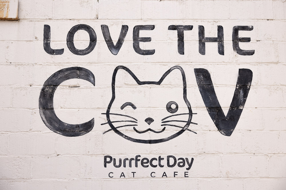 Things to Do in Covington, Kentucky: visit the cat cafe