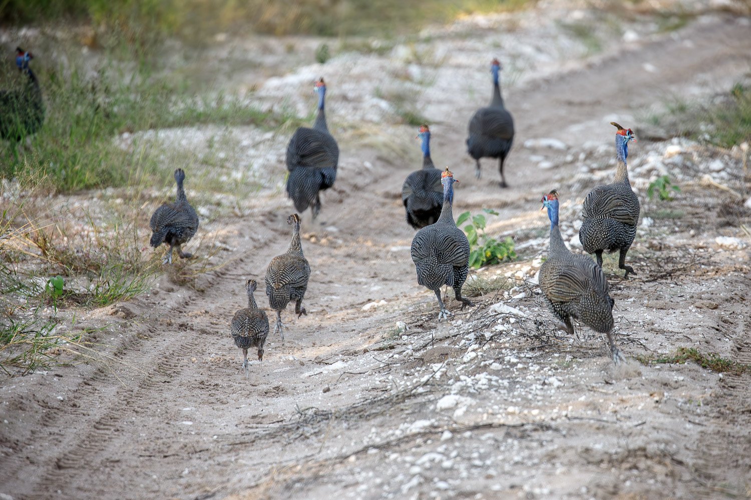 What you'll see on safari in Namibia
