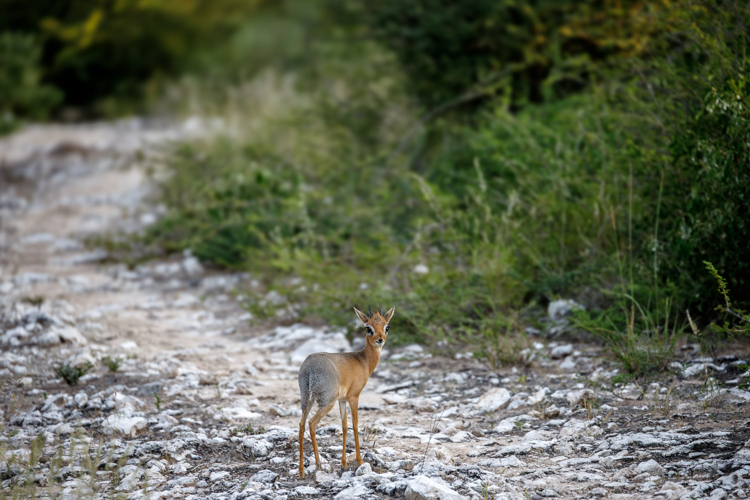 What you'll see on safari in Namibia