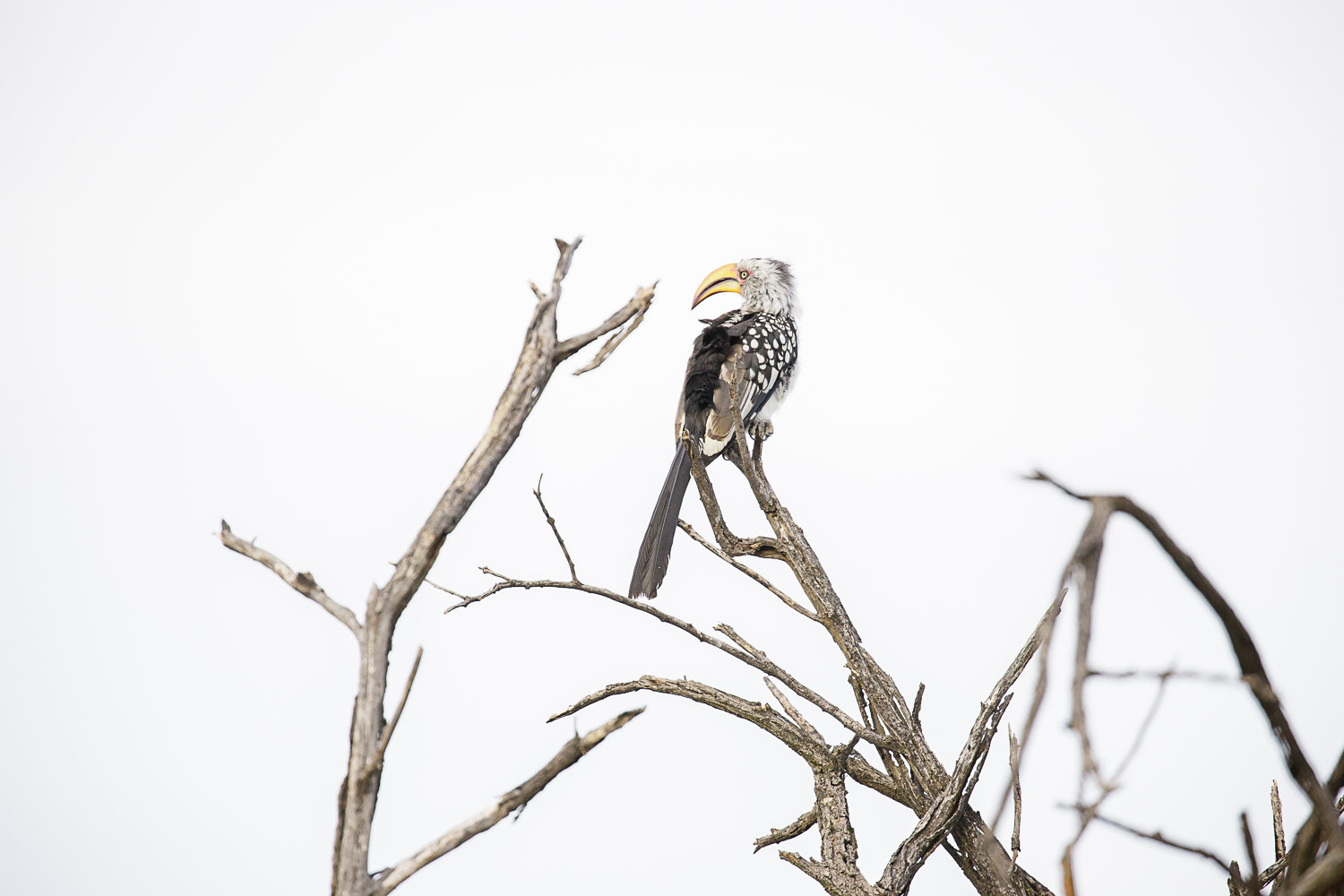 The wildlife of Namibia: what you'll see on safari