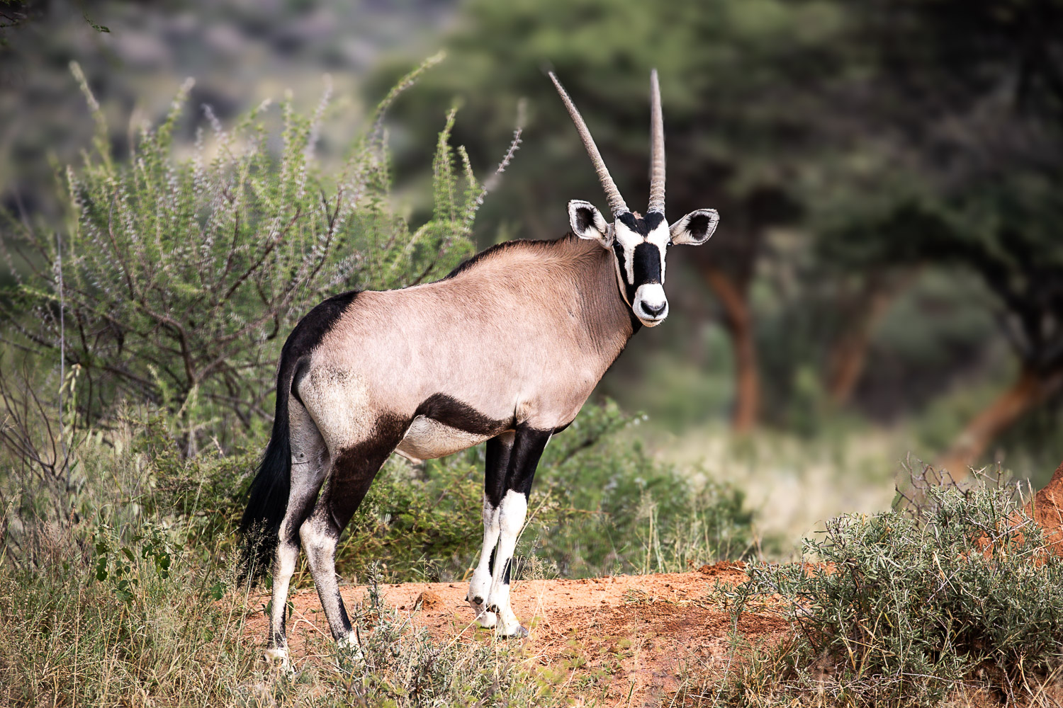 What you'll see on safari in Namibia