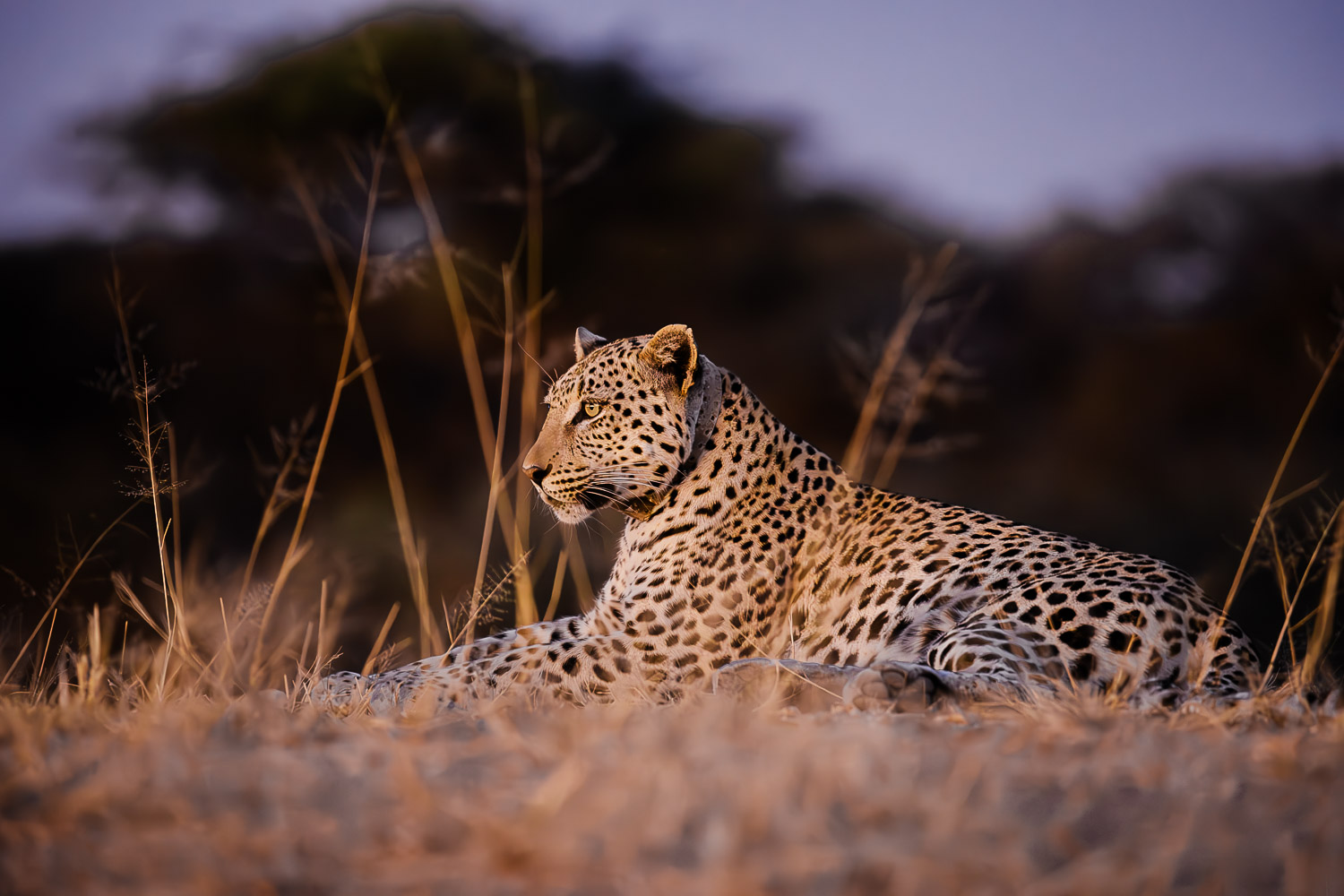 The wildlife of Namibia: what you’ll see on safari