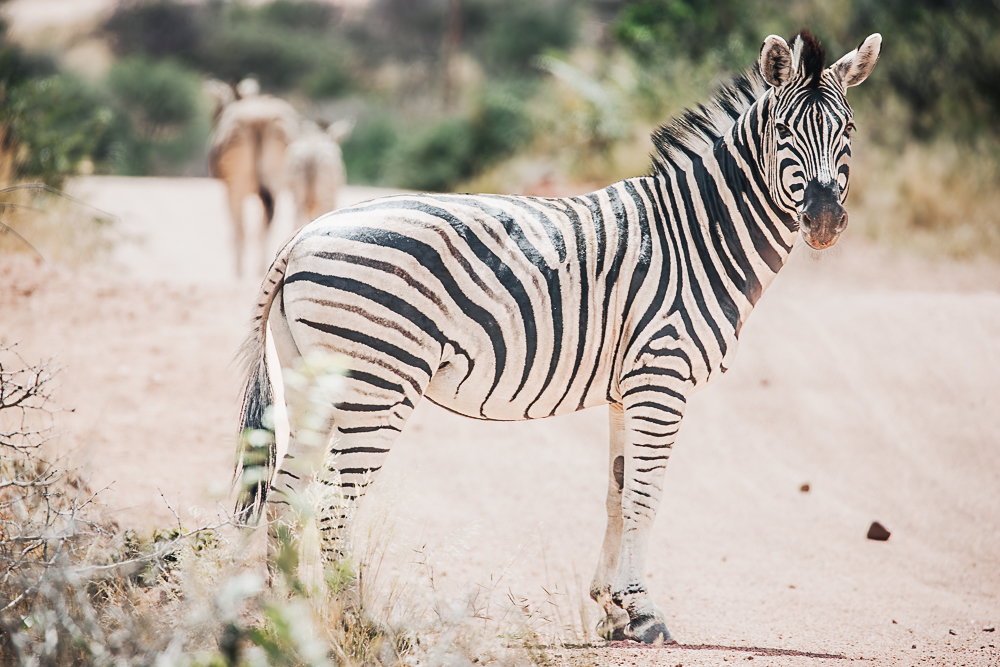 Planning an epic Africa vacation in Namibia