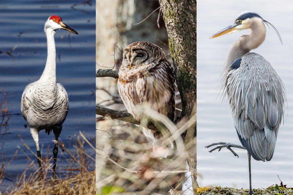 Where to See Birds in Alabama: A Birder's Guide | copyright Odinn Media