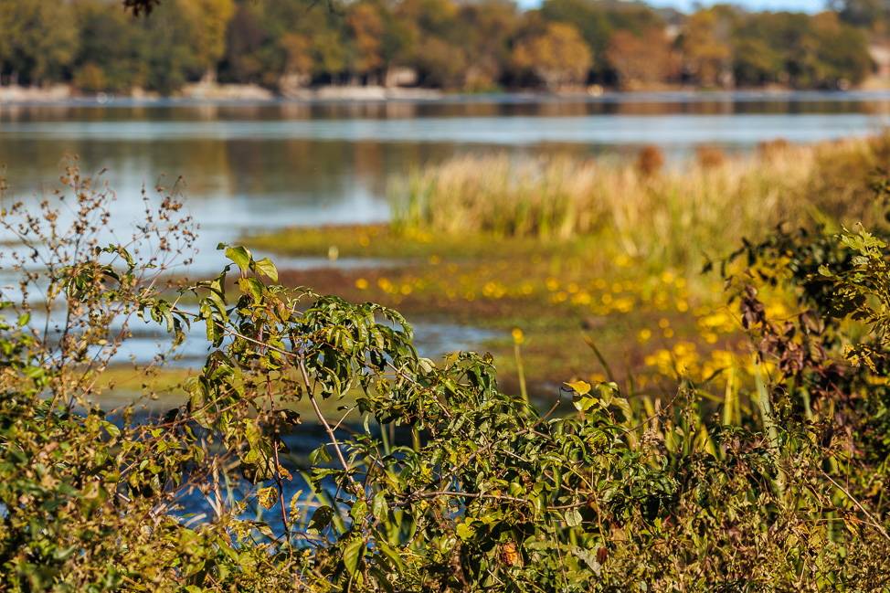 Birding in North Alabama: Where to Go to See Birds