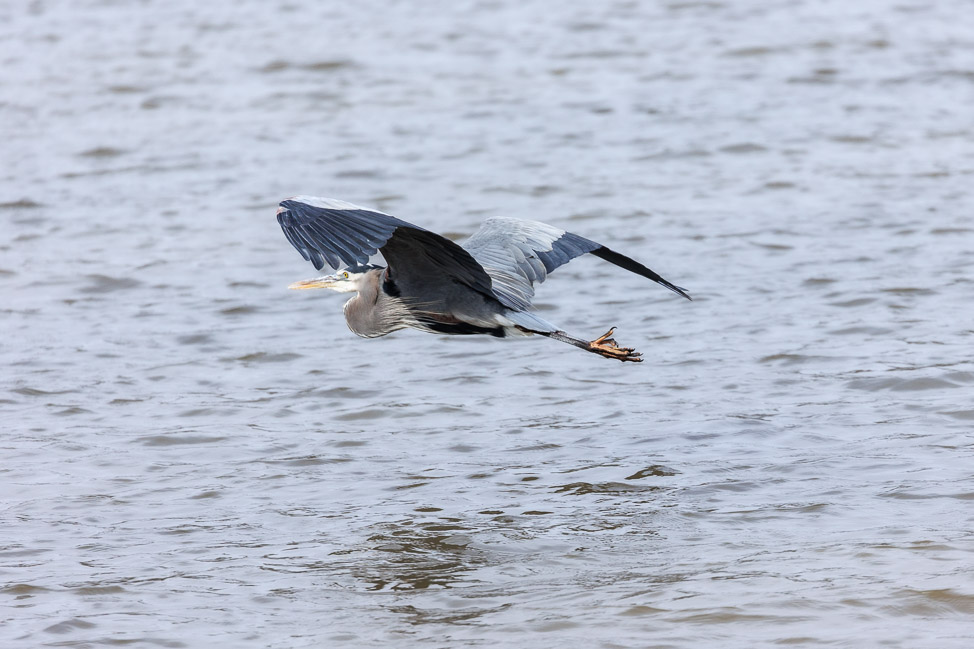 Where to Go Birding in North Alabama | copyright: Odinn Media