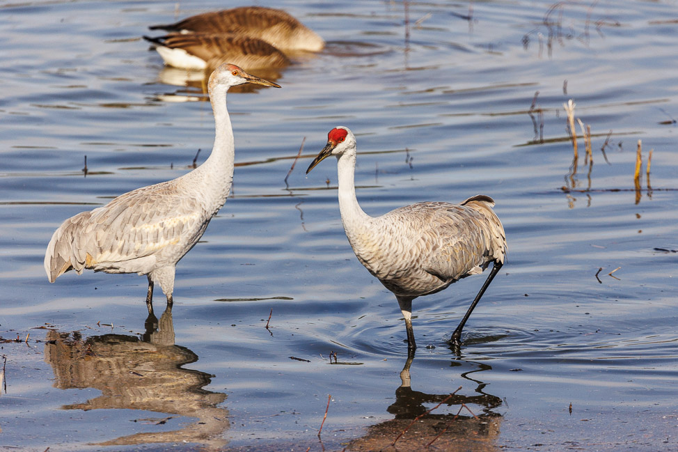 Where to see sandhill cranes in North Alabama | copyright: Odinn Media