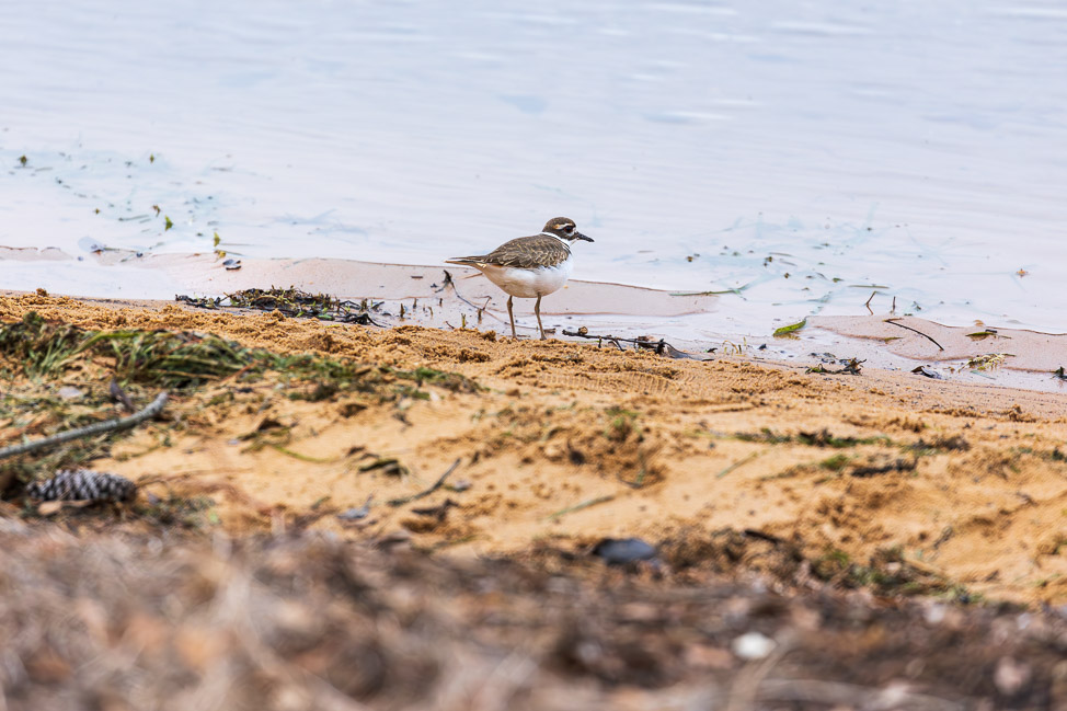 Where to Go Birding in North Alabama | copyright: Odinn Media
