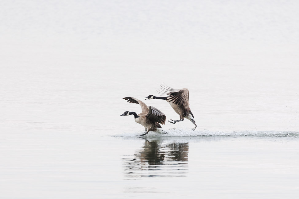 Where to Go Birding in North Alabama | copyright: Odinn Media