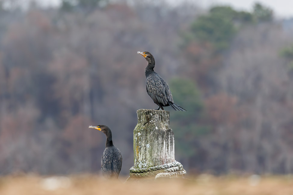 Where to Go Birding in North Alabama: Guntersville Lake | copyright: Odinn Media