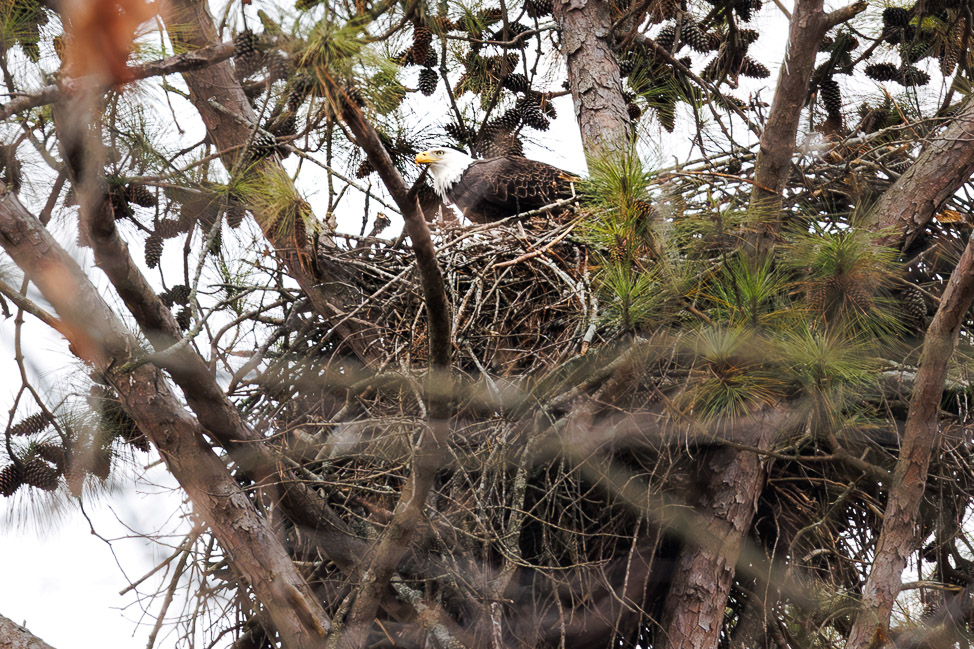 Where to see eagles in North Alabama: Guntersville Lake | copyright: Odinn Media