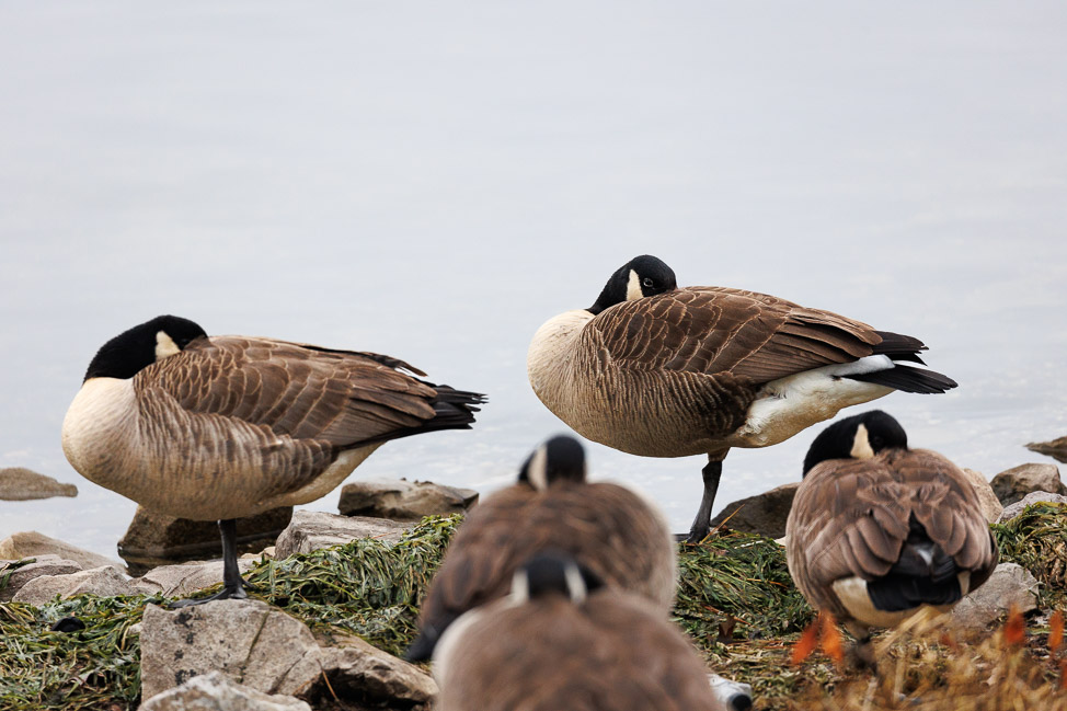 Where to Go Birding in North Alabama: Guntersville Lake | copyright: Odinn Media
