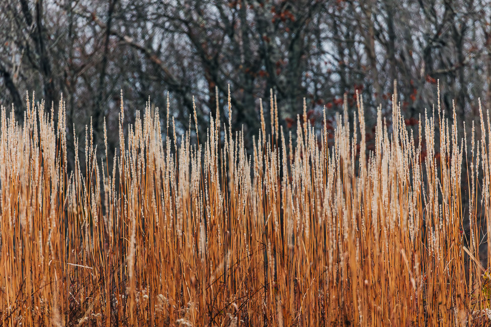 Where to Go Birding in North Alabama: Decatur | copyright: Odinn Media
