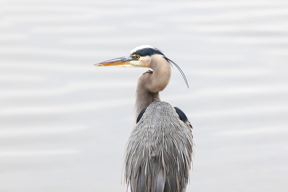 Birding tips in North Alabama | copyright Odinn Media