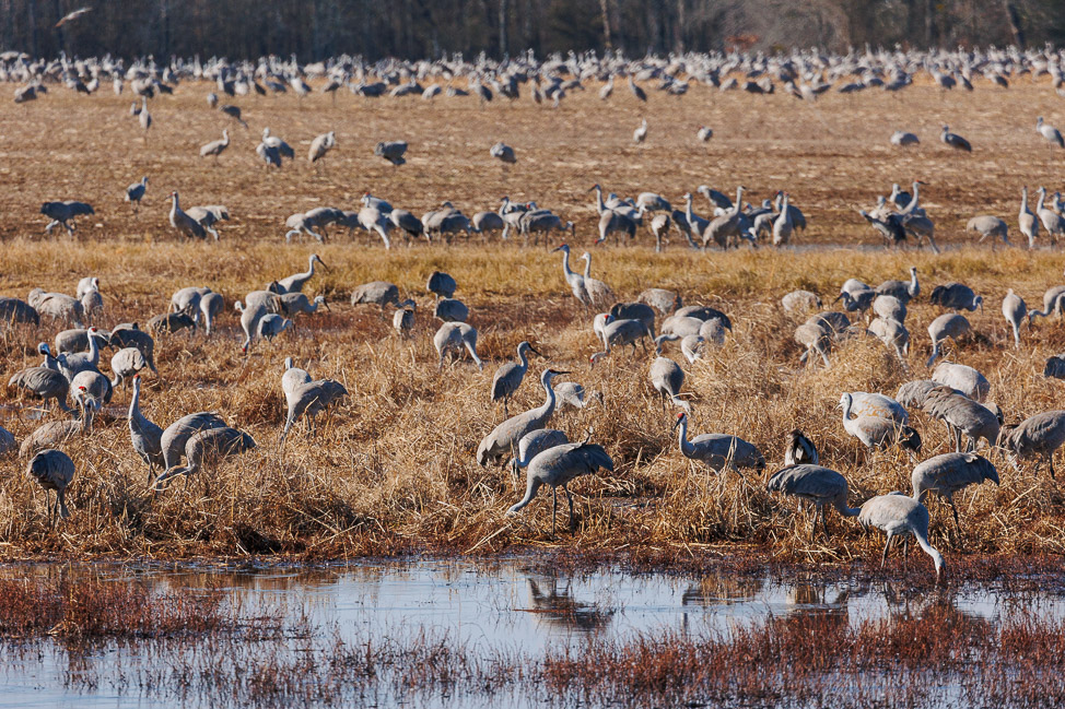 The Festival of Cranes at Wheeler National Refuge in Alabama | copyright: Odinn Media