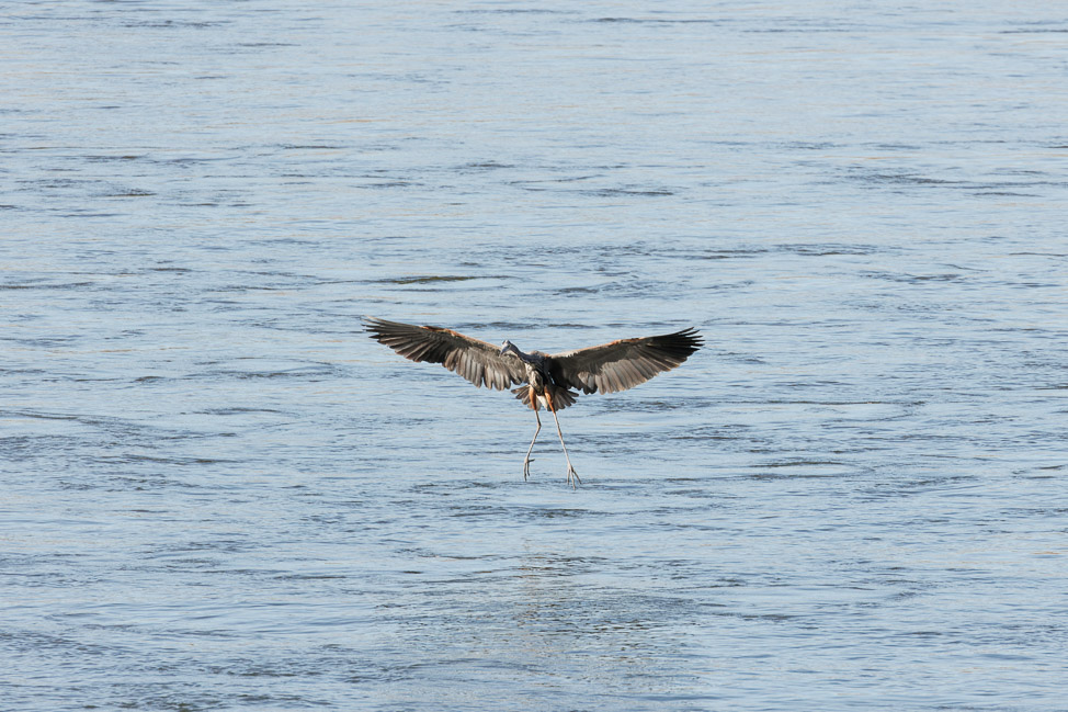 Where to Go Birding in North Alabama | copyright: Odinn Media