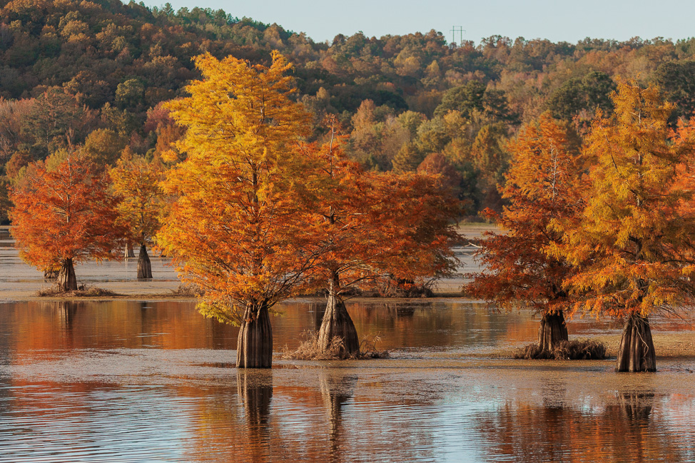Where to See Birds in Alabama: A Birder's Guide | copyright Odinn Media
