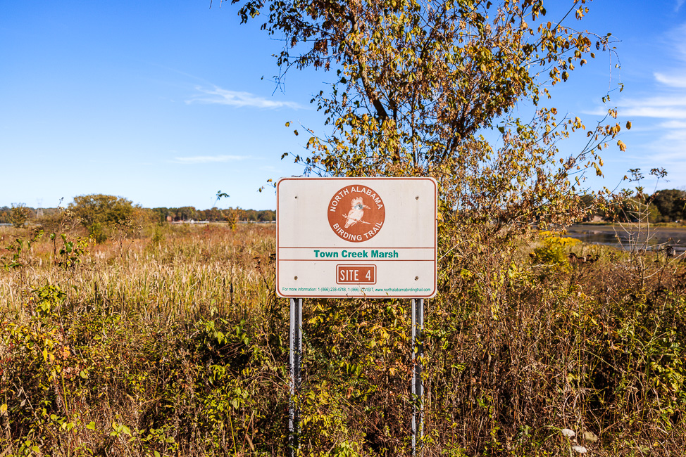 Birding in North Alabama: Where to Go to See Birds