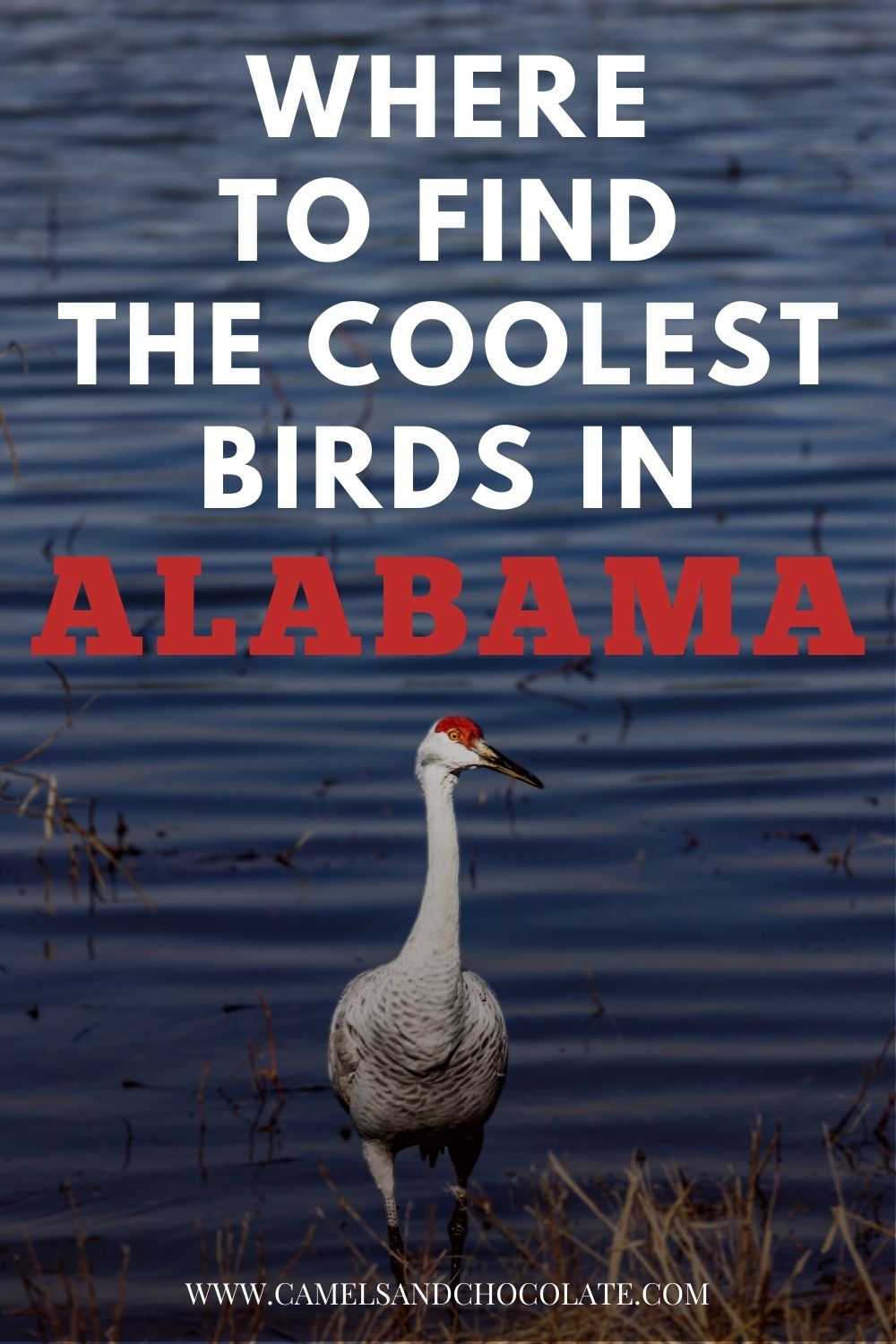 Where to Go Birding in Alabama