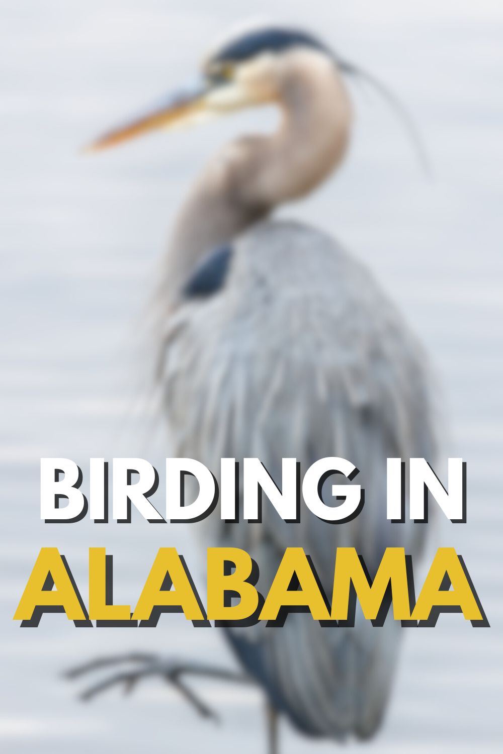 Where to Go Birding in Alabama
