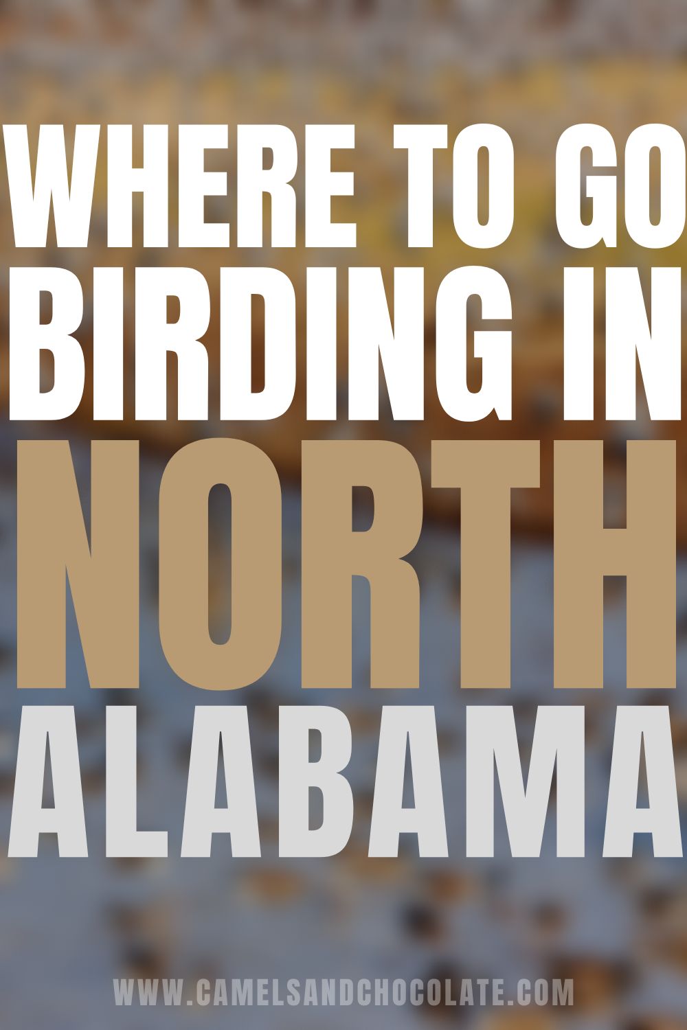 Where to Go Birding in Alabama