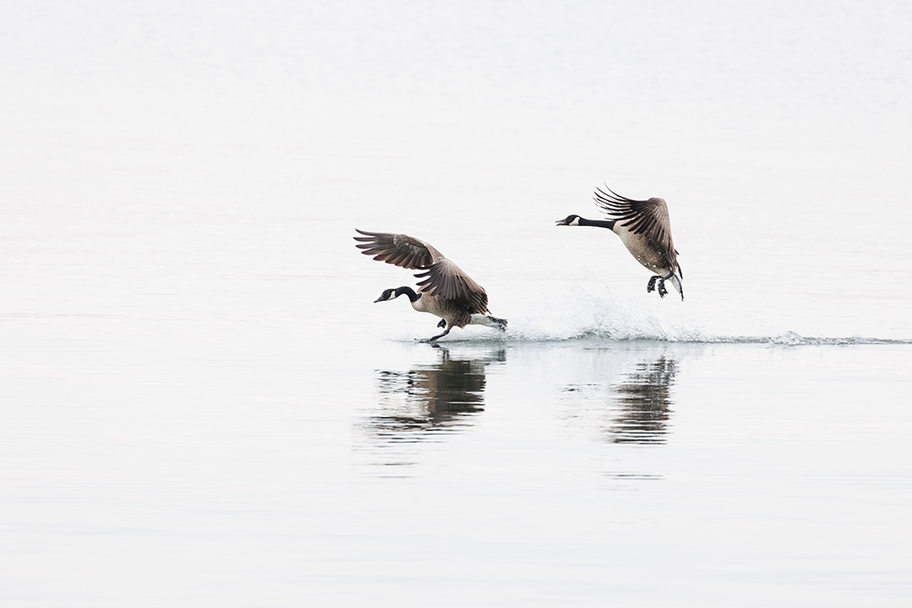 Canadian Geese in Alabama | copyright owned by Odinn Media