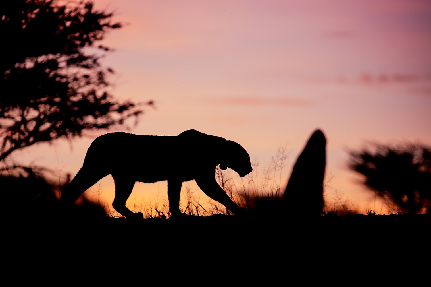 The wildlife of Namibia: what you'll see on safari