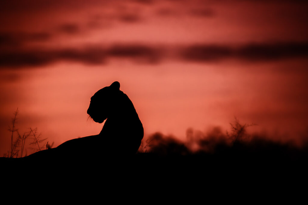 The wildlife of Namibia: what you'll see on safari
