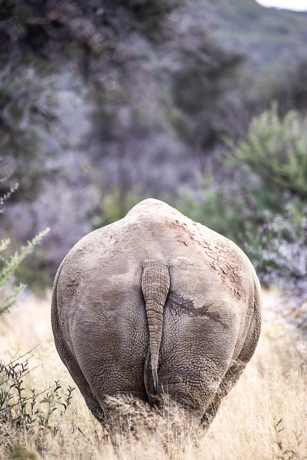 Where to see rhinos in Namibia
