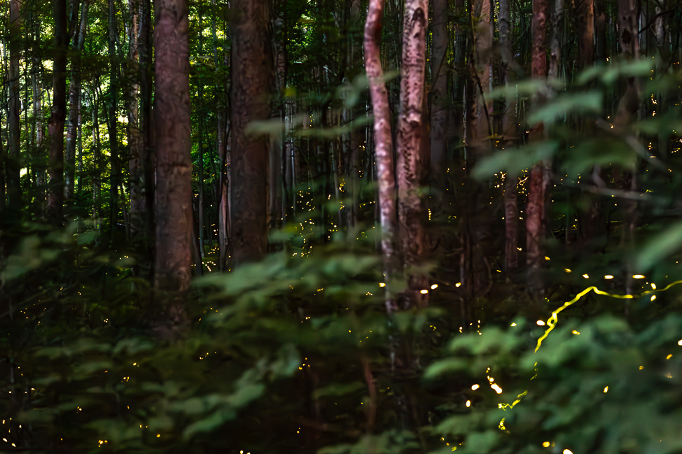 How to see Synchronous Fireflies in the Smoky Mountains
