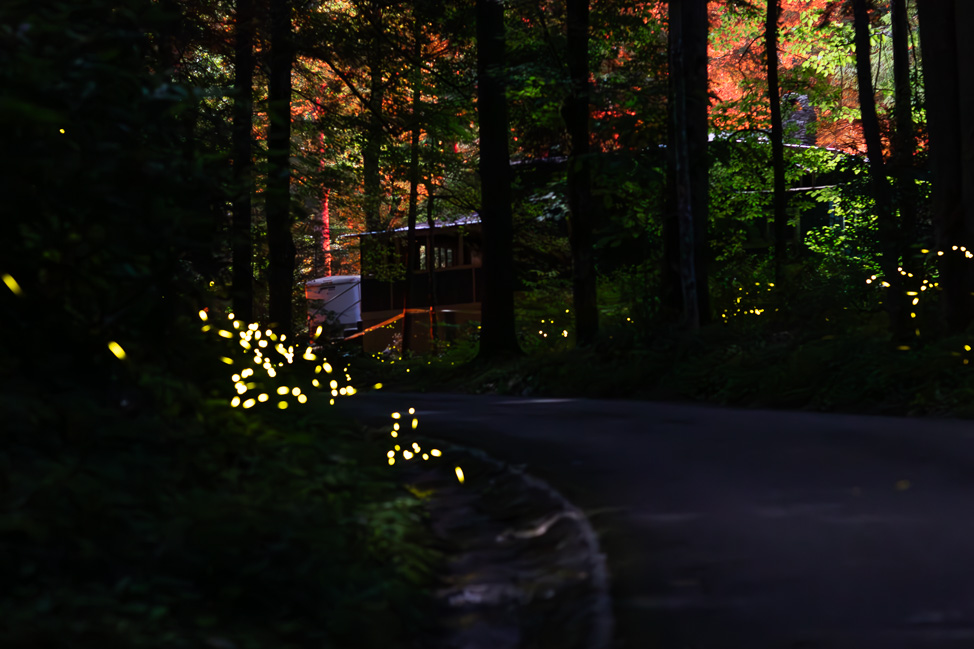 How to see Synchronous Fireflies in the Smoky Mountains