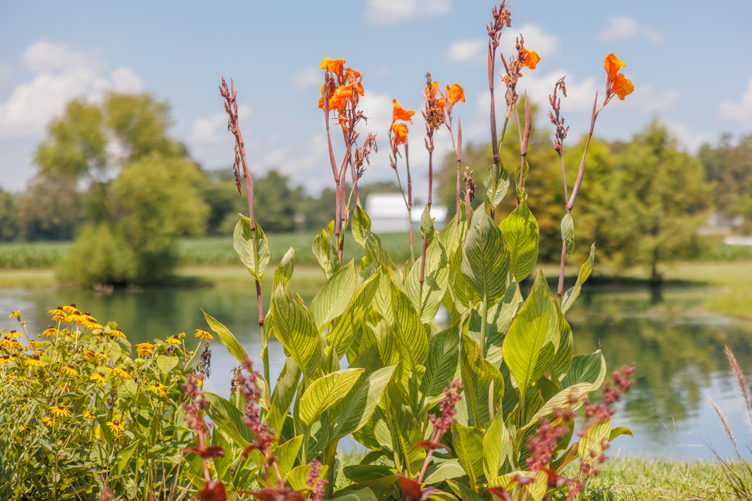 What to do in Murray, Kentucky: visit the Doran Arboretum